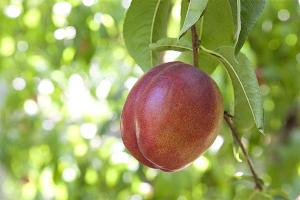 La nectarine en médecine