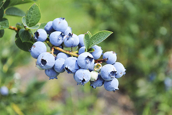 Propriétés bénéfiques de la myrtille bleue