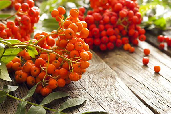 Propriétés bénéfiques du sorbier rouge