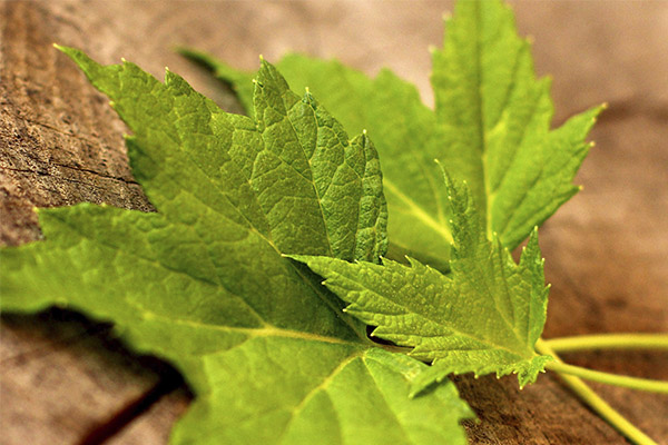 Propriétés bénéfiques des feuilles de groseille rouge