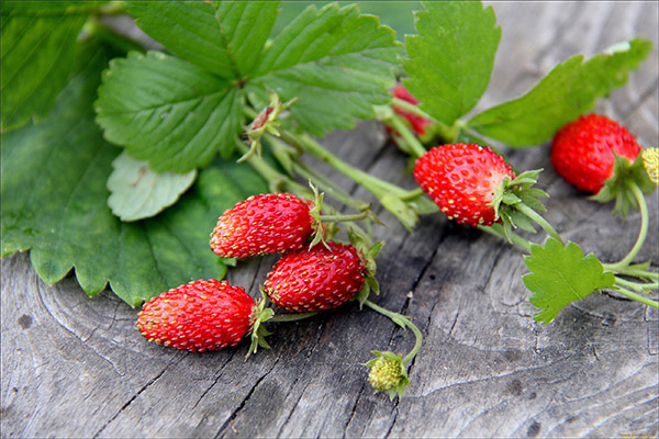 Propriétés bénéfiques de la fraise des bois
