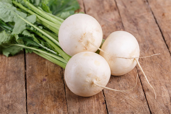 Bienfaits et inconvénients du radis blanc