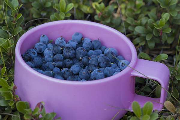 Bienfaits et méfaits de la myrtille bleue