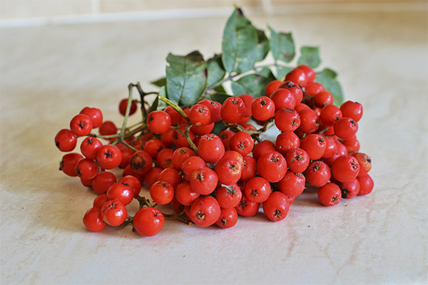Bienfaits et méfaits du sorbier rouge