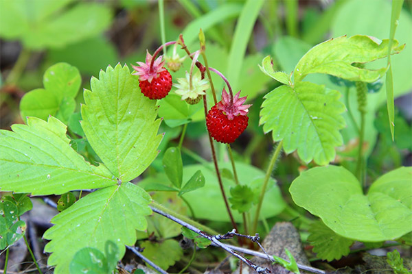 Bienfaits et risques de la fraise des bois