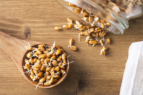 Bienfaits et méfaits du blé germé