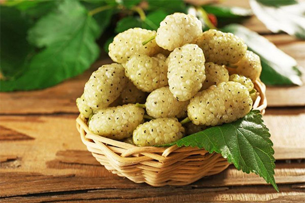 Nutzen und Schaden der Maulbeere