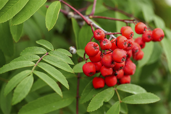 Utilisation du sorbier rouge en médecine traditionnelle