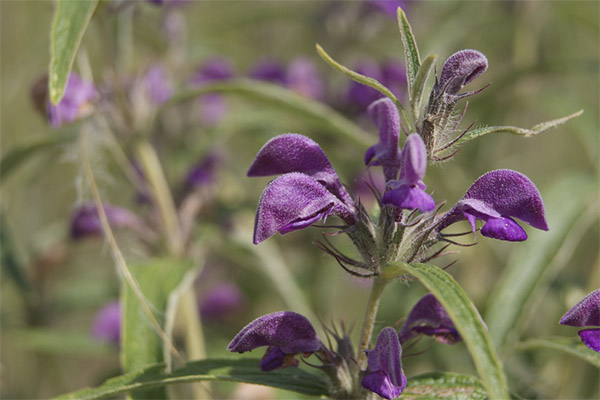 Utilisation du phlomis en cosmétologie