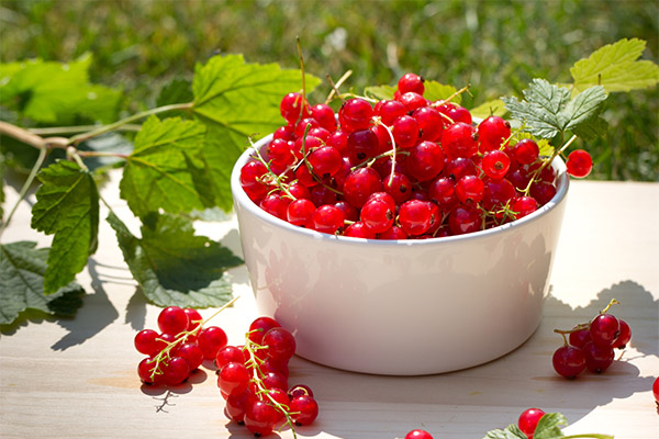 Récolte et conservation de la groseille rouge