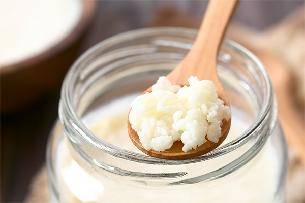 Champignon de lait tibétain en médecine