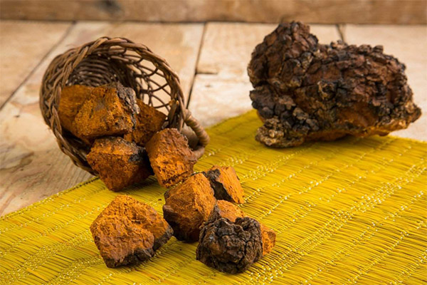 Types de préparations médicinales à base de chaga