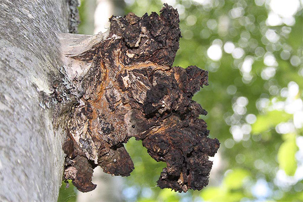 Méfaits et contre-indications du chaga
