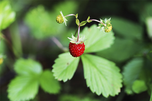 La fraise des bois en médecine