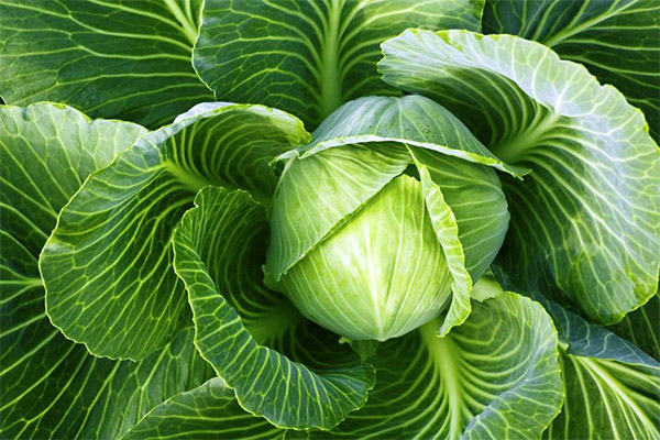 Interessante Fakten über Kohl