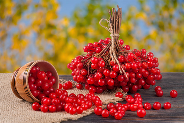 Comment récolter la viorne pour la confiture