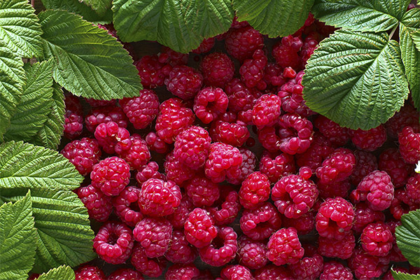 Comment choisir les framboises pour la confiture