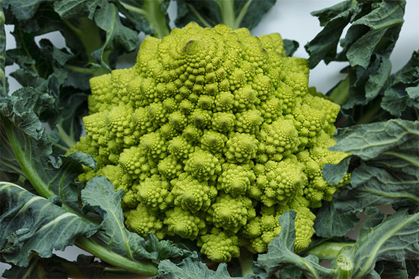 Comment cultiver le chou romanesco