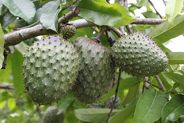 Propriétés médicinales du fruit de la guanabana
