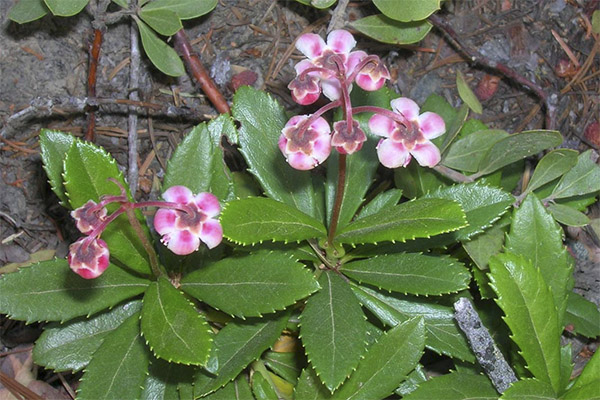 Propriétés médicinales de l'herbe zimolioubka