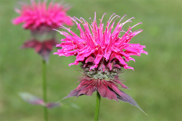 Monarde