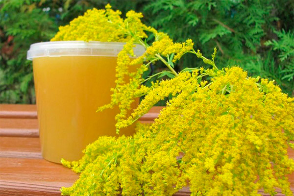 Propriétés bénéfiques du miel de verge d'or