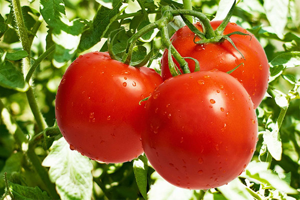 Les tomates en médecine