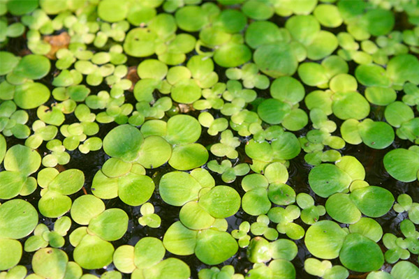 La lentille d'eau en cuisine
