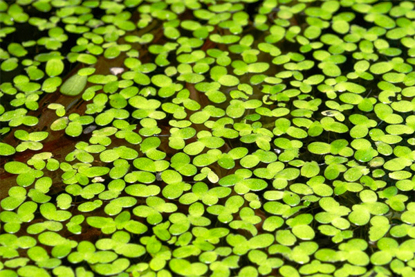 La lentille d'eau en médecine traditionnelle