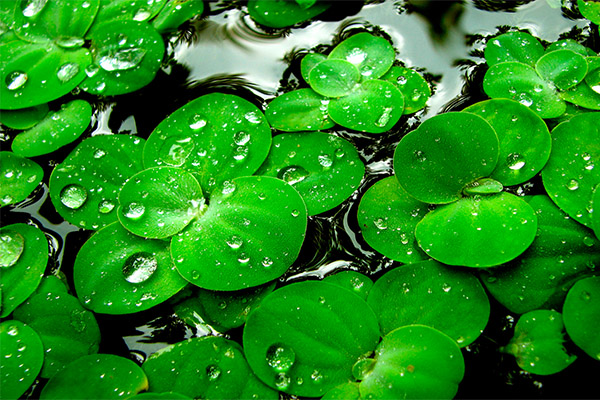Lentille d'eau