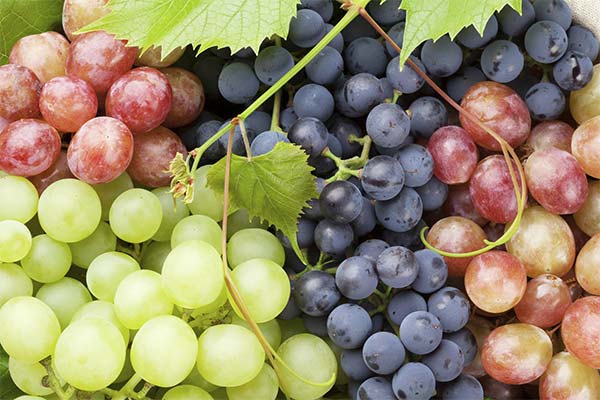 Choix du cépage de raisin pour les diabétiques