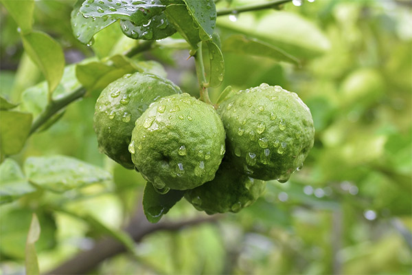 Culture de la bergamote en intérieur