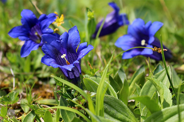 Culture de la gentiane dans le jardin