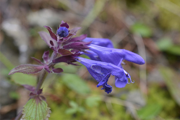 Dracocéphale