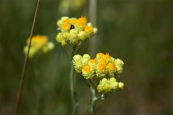 L’immortelle contre la cholécystite