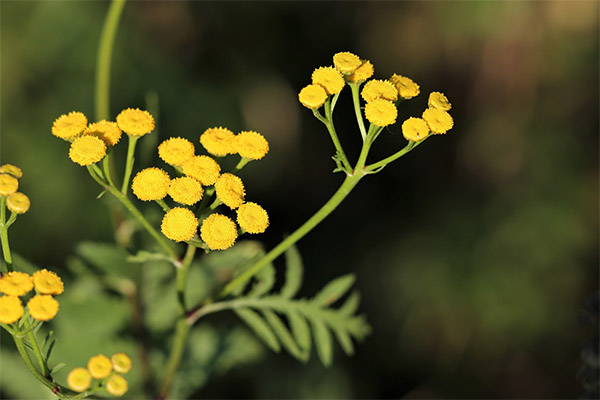 L'immortelle en médecine traditionnelle