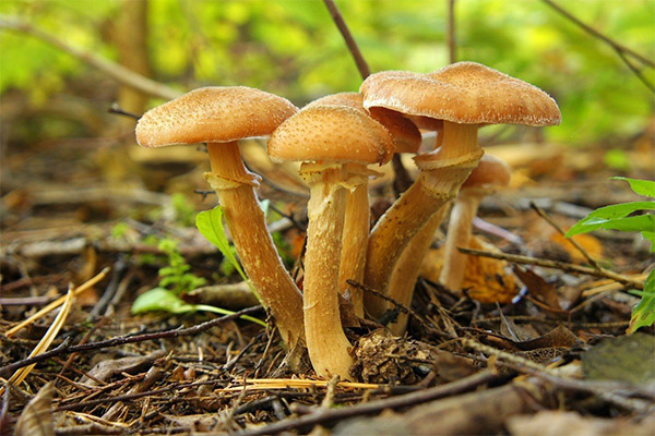 En quoi les armillaires sont-elles bénéfiques