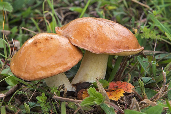 Wofür sind Butterpilze nützlich?