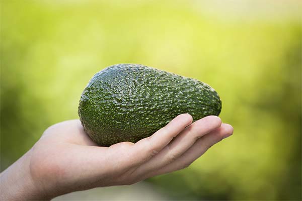 Was passiert, wenn man jeden Tag Avocado isst?