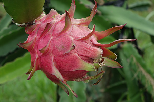 Faits intéressants sur le pitaya