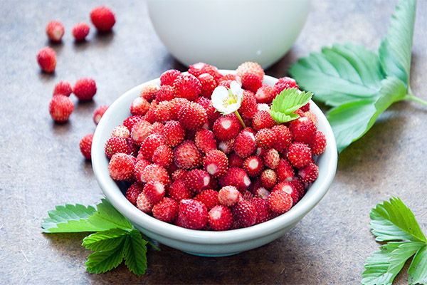 Faits intéressants sur la fraise des bois