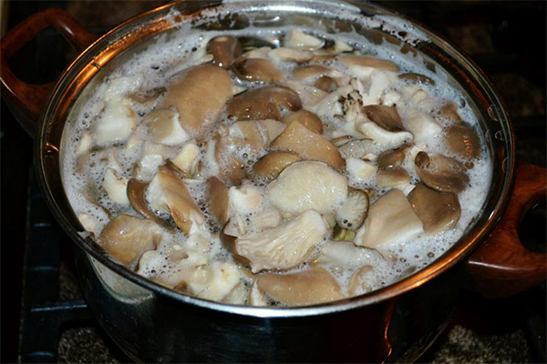 Comment faire bouillir les lactaires