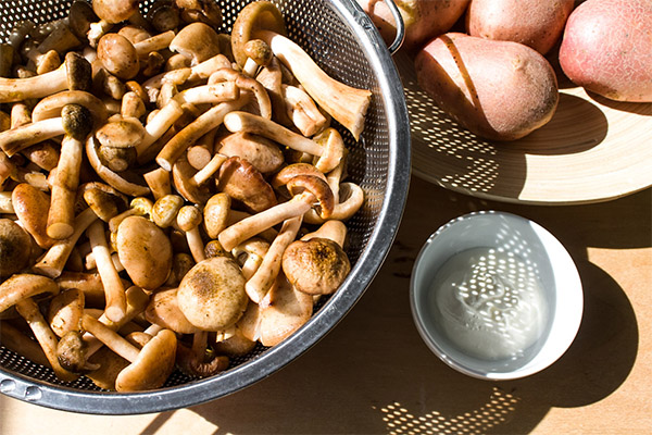 Comment faire frire les armillaires