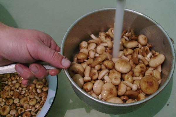 Comment nettoyer correctement les armillaires