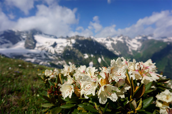 Le rhododendron du Caucase dans la médecine traditionnelle