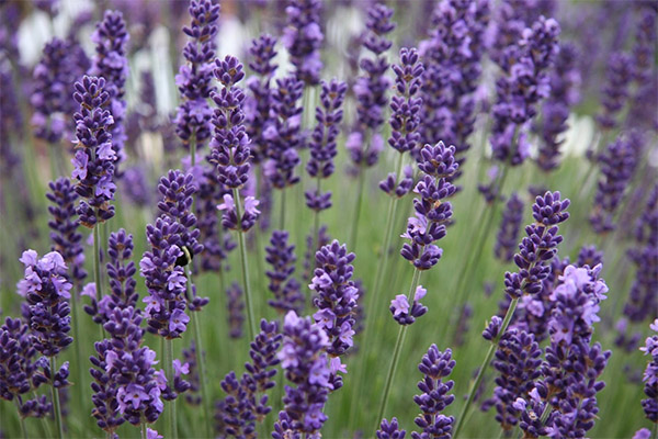 Lavendel in der Küche