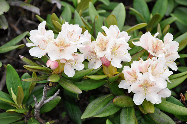 Propriétés médicinales du rhododendron du Caucase