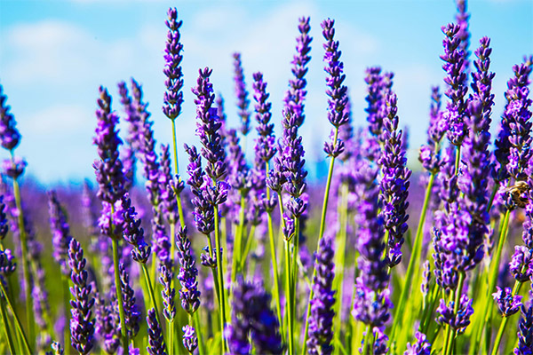 Heilende Eigenschaften von Lavendel