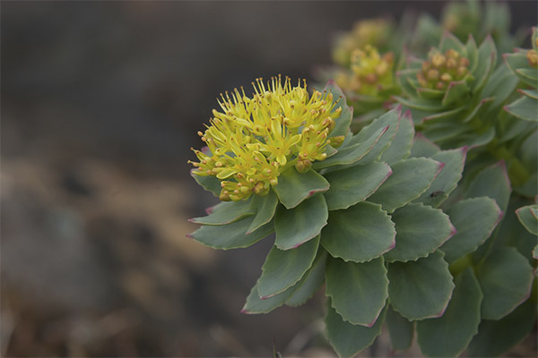 Propriétés médicinales de la Rhodiola rosea