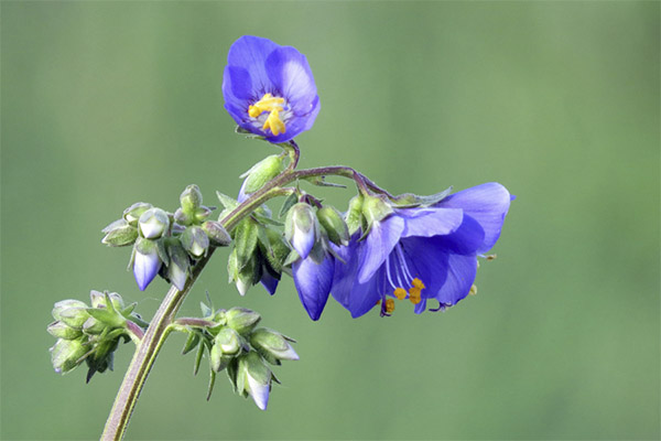 Heilende Eigenschaften der Blauen Himmelsleiter